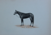 Buy A Gentle Horse in Miniature Painting by Mohan Prajapati