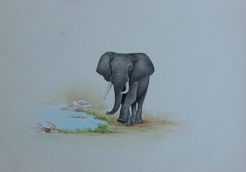 Buy An Elephant in Wild Miniature Painting by Mohan Prajapati