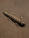 A Crocodile: Dhokra Handicraft by Kunal Rana