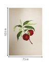 A Fruit's Delight in Miniature Painting for sale