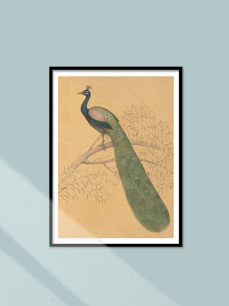 Shop Elegant Peacock in Bikaner miniature  by Mahaveer Swami