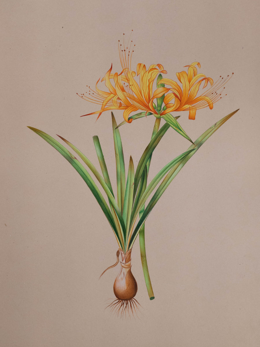 Buy A Mughal Miniature Portrait of the Amaryllis Doree by Mohan Prajapati