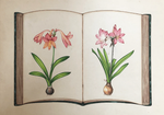 Buy Lilies of Mughal in Miniature Painting by Mohan Prajapati