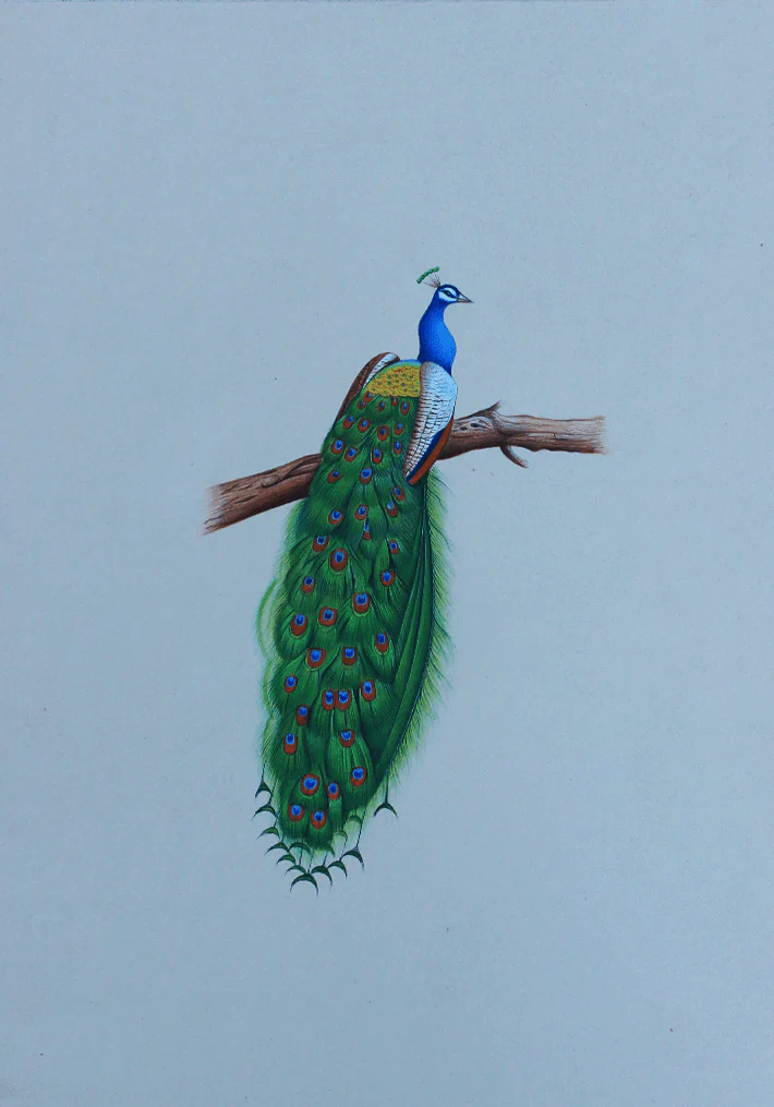 Buy A Graceful Peacock in Miniature Painting by Mohan Prajapati