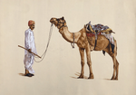 Buy A Camel and the Rider in Miniature Painting by Mohan Prajapati