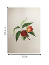 The Magnificent Fruits in Miniature Painting for sale