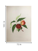 The Magnificent Fruits in Miniature Painting for sale