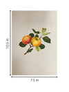 The Nature's Fruits in Miniature Painting for sale