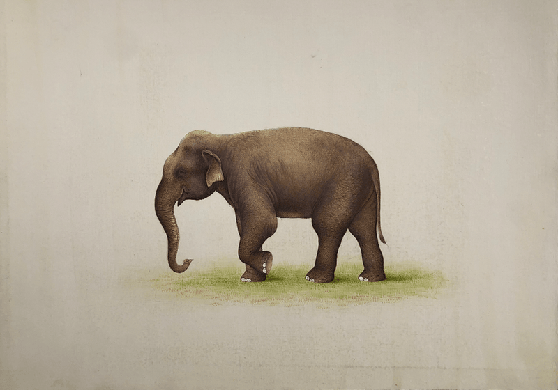 An Elephant in Miniature Painting by Mohan Prajapati