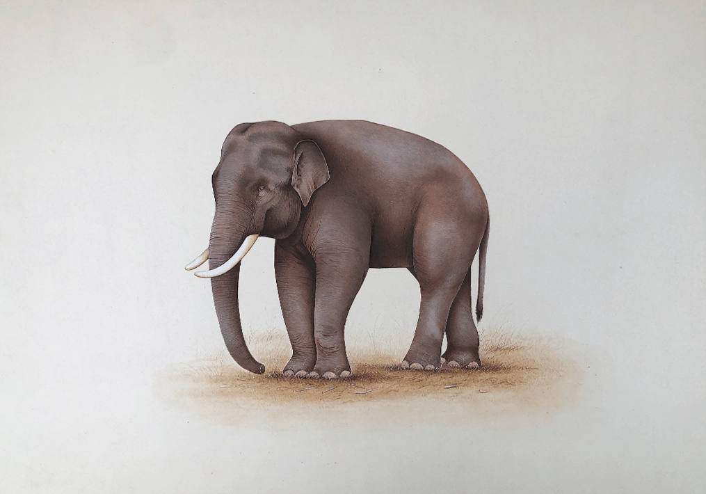 An Elephant in Miniature Painting by Mohan Prajapati