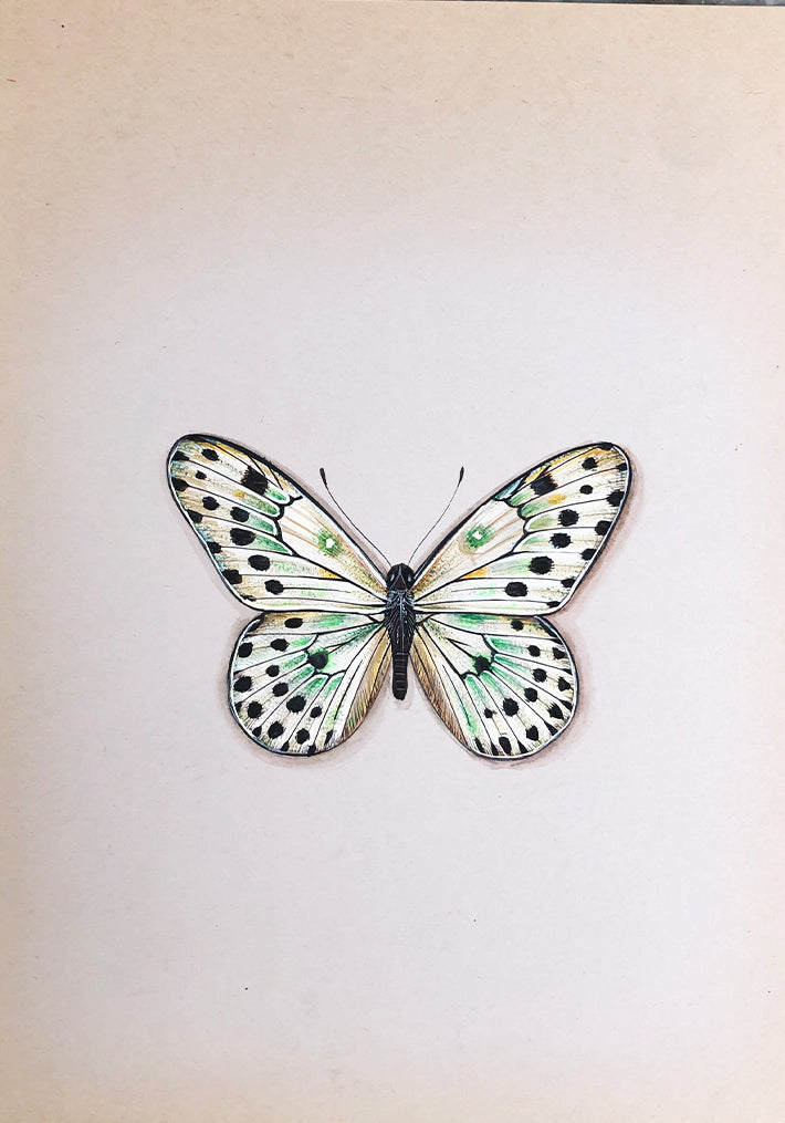 The Beautiful Butterflies in Miniature Painting by Mohan Prajapati