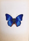 The Beautiful Butterflies in Miniature Painting by Mohan Prajapati