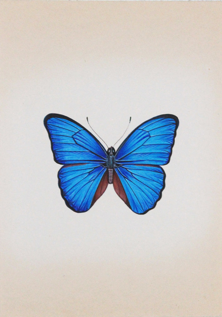 The Beautiful Butterflies in Miniature Painting by Mohan Prajapati