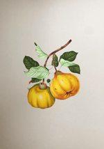 Buy The Luscious Fruits in Miniature Painting by Mohan Prajapati