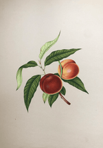 Buy The Magnificent Fruits in Miniature Painting by Mohan Prajapati