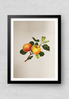 Shop The Nature's Fruits in Miniature Painting by Mohan Prajapati