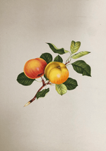 The Nature's Fruits in Miniature Painting by Mohan Prajapati