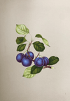 Buy The Sweet Berries in Miniature Painting by Mohan Prajapati