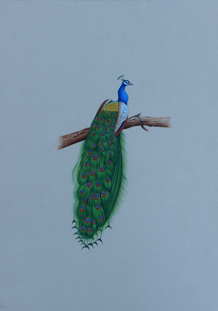 Peacock Drawing - PARAMSTOCK